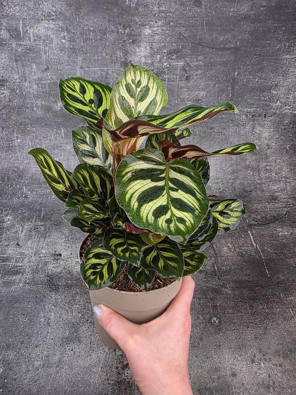 Calathea Makoyana