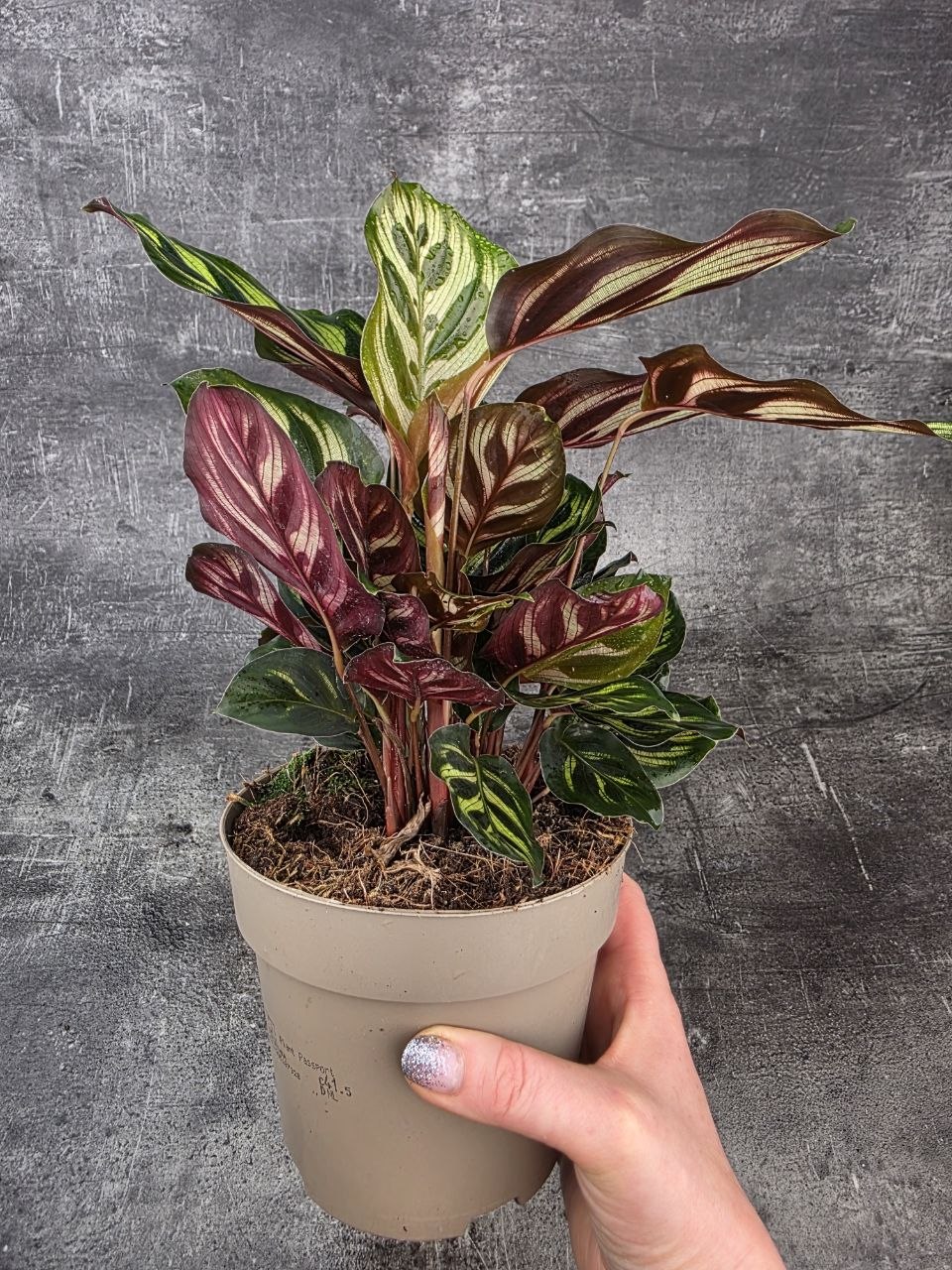 Calathea Makoyana
