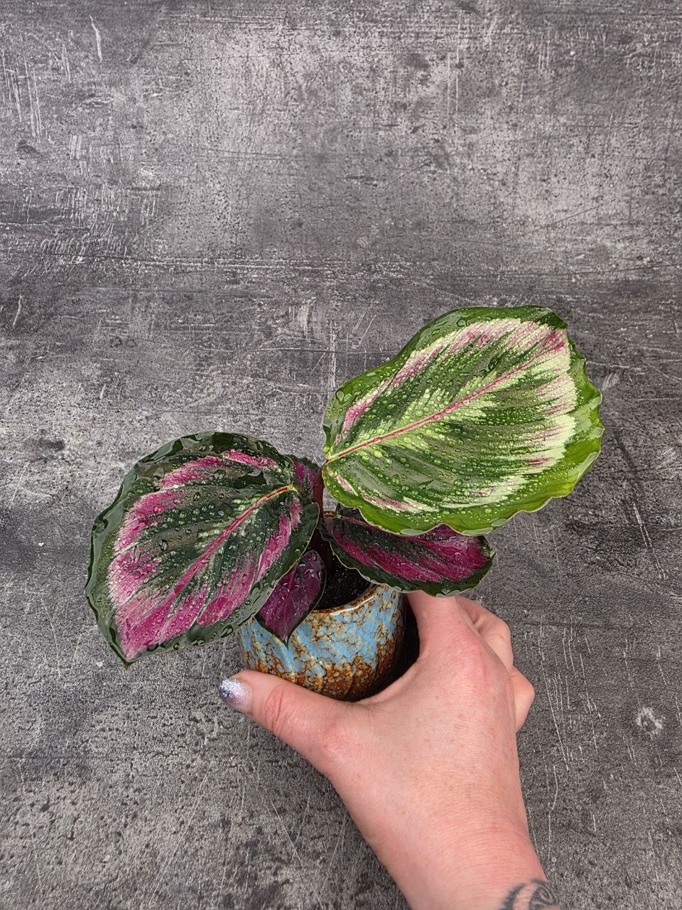 Calathea Triostar mini
