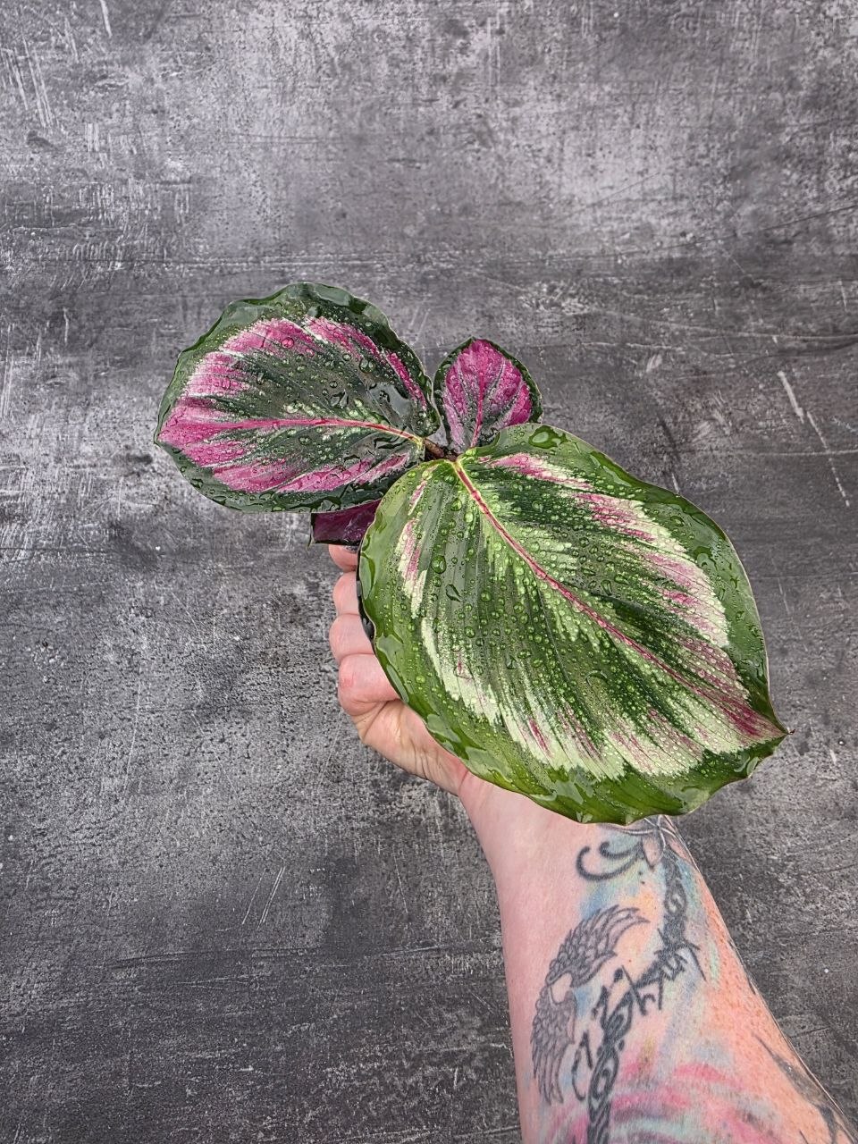 Calathea Triostar mini