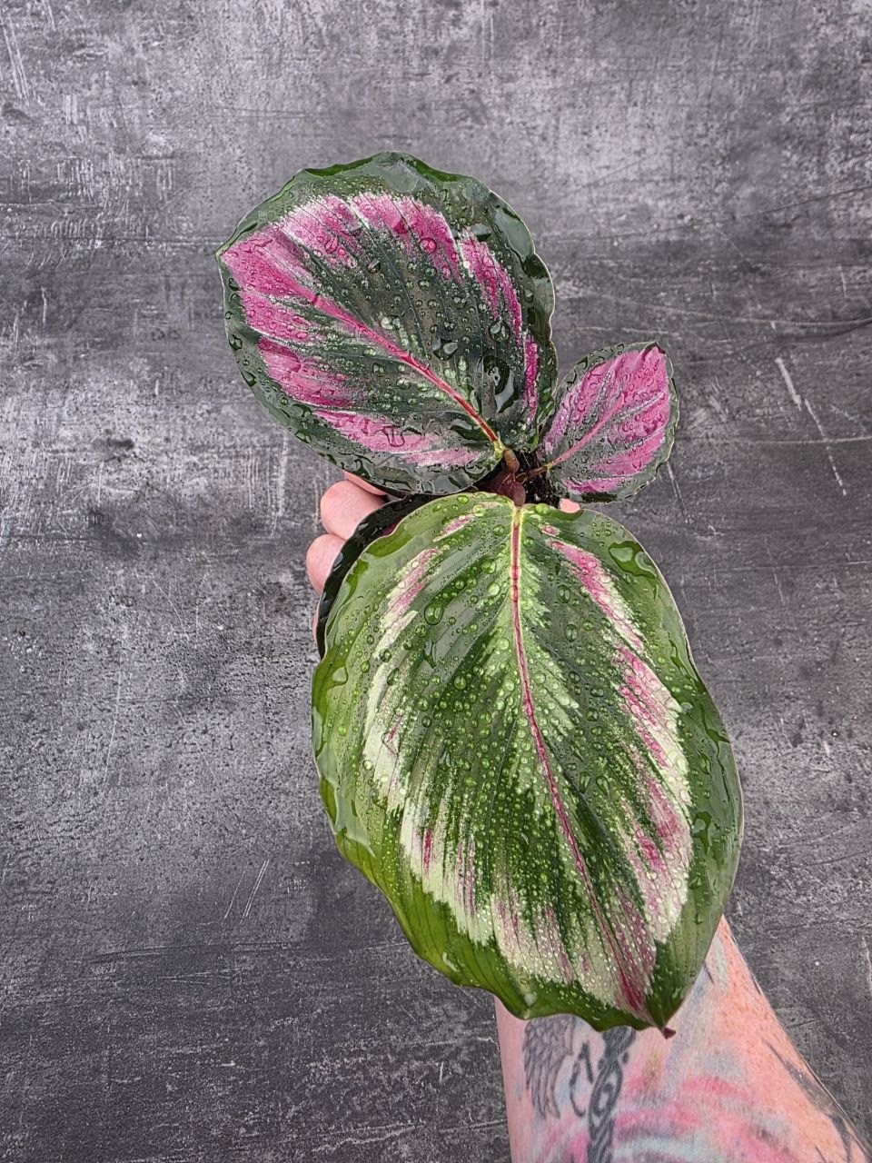 Calathea Triostar mini