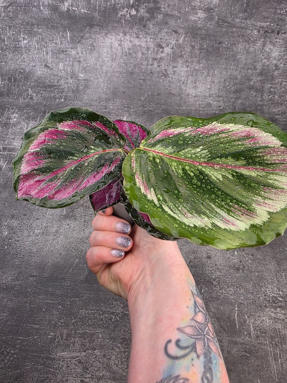 Calathea Triostar mini