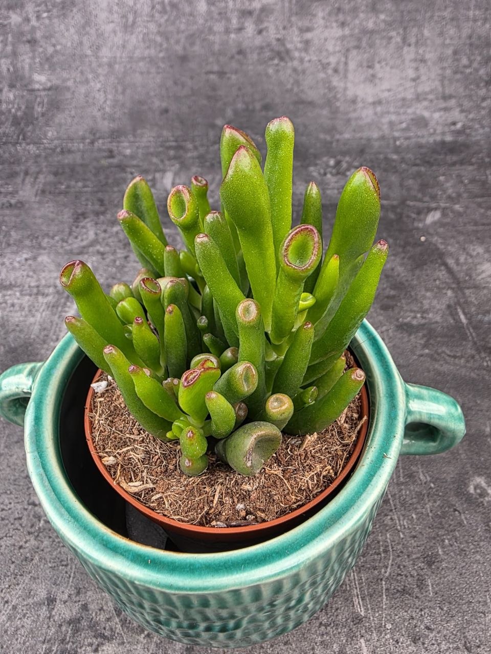 Crassula hobit 8,5 cm