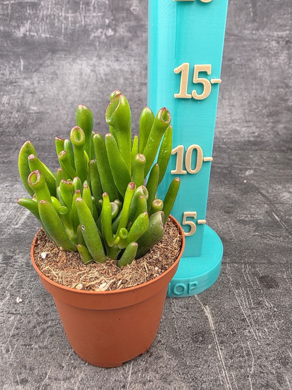 Crassula hobit 8,5 cm