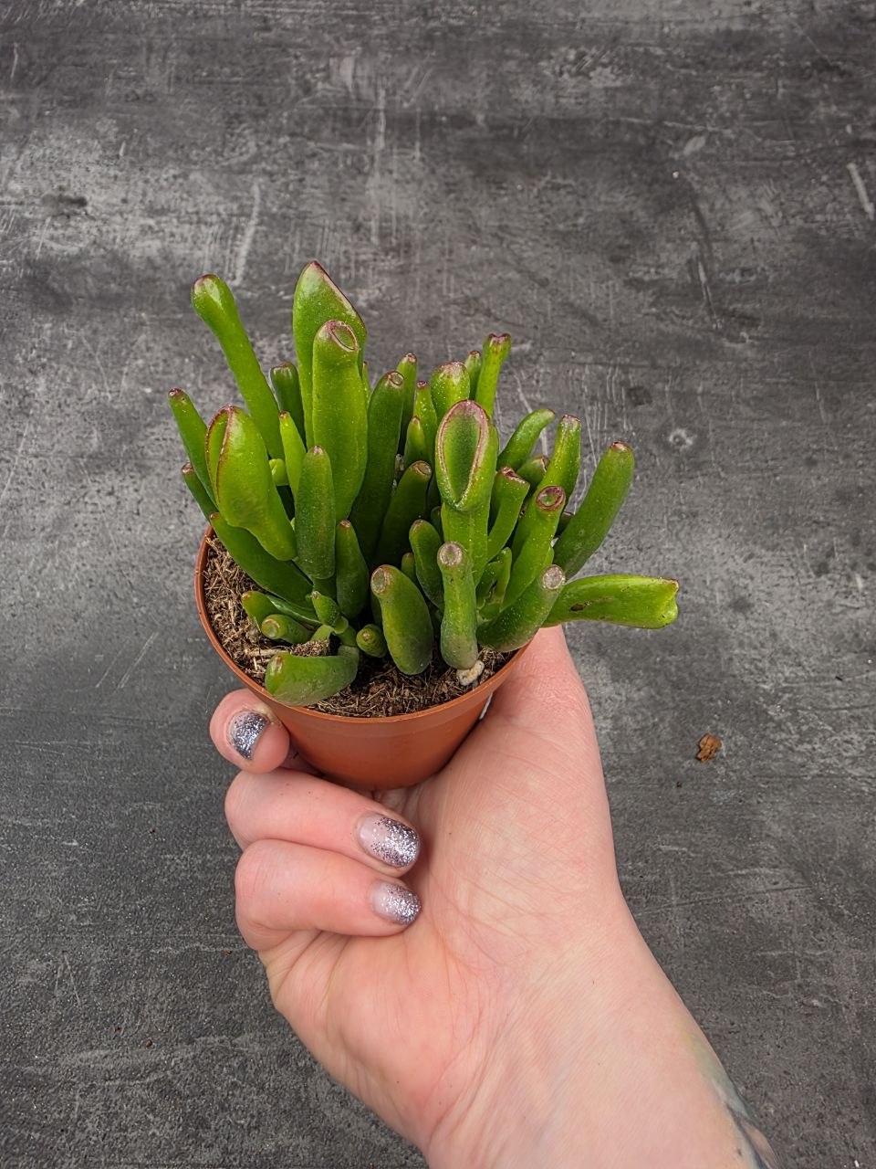 Crassula hobit 8,5 cm