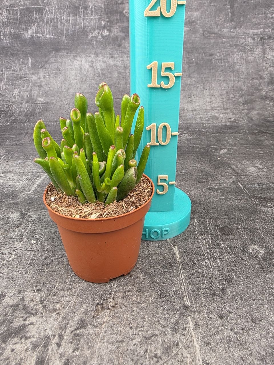 Crassula hobit 8,5 cm