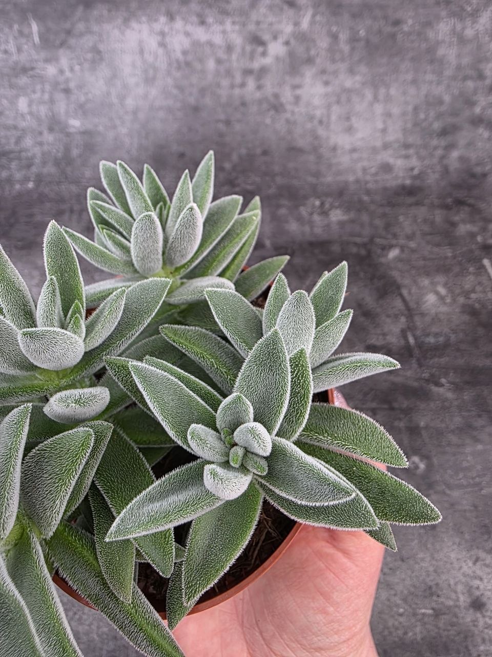 Crassula Tarantula