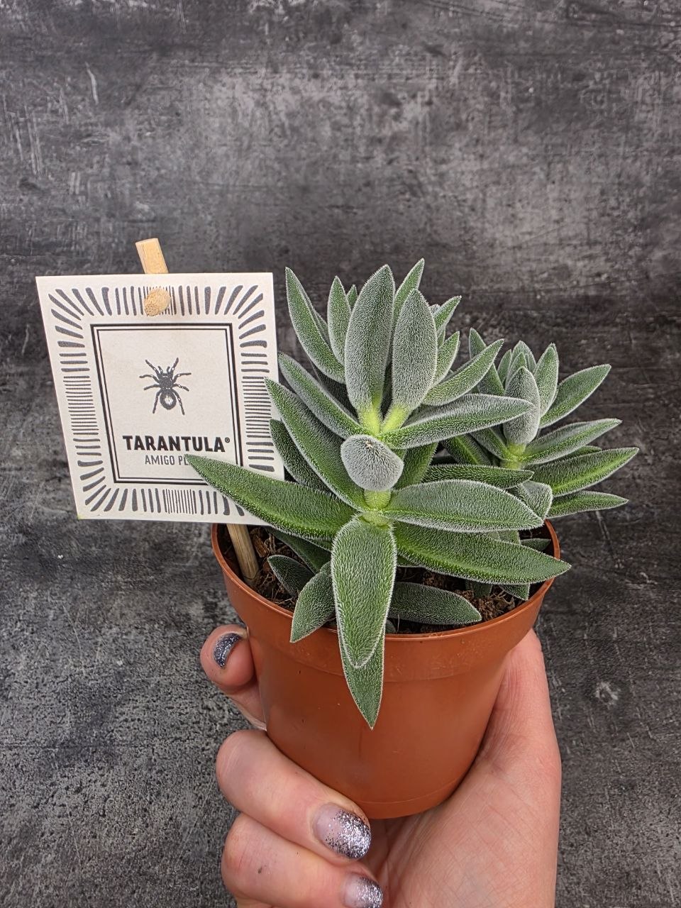 Crassula Tarantula