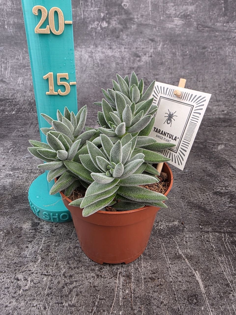 Crassula Tarantula