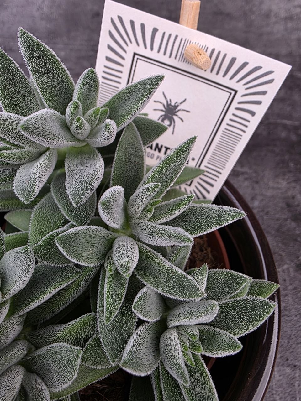 Crassula Tarantula