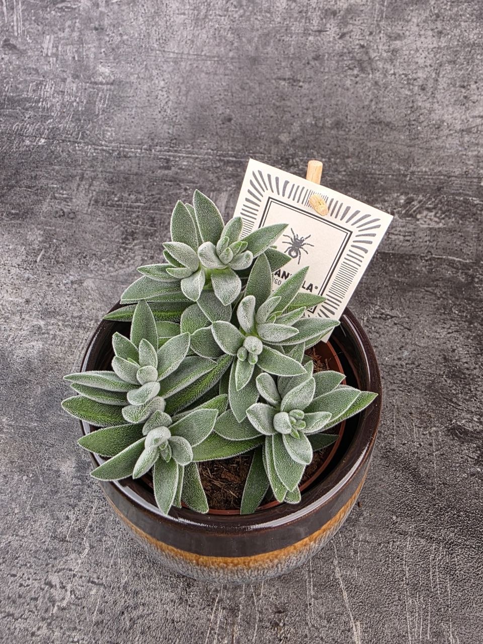 Crassula Tarantula