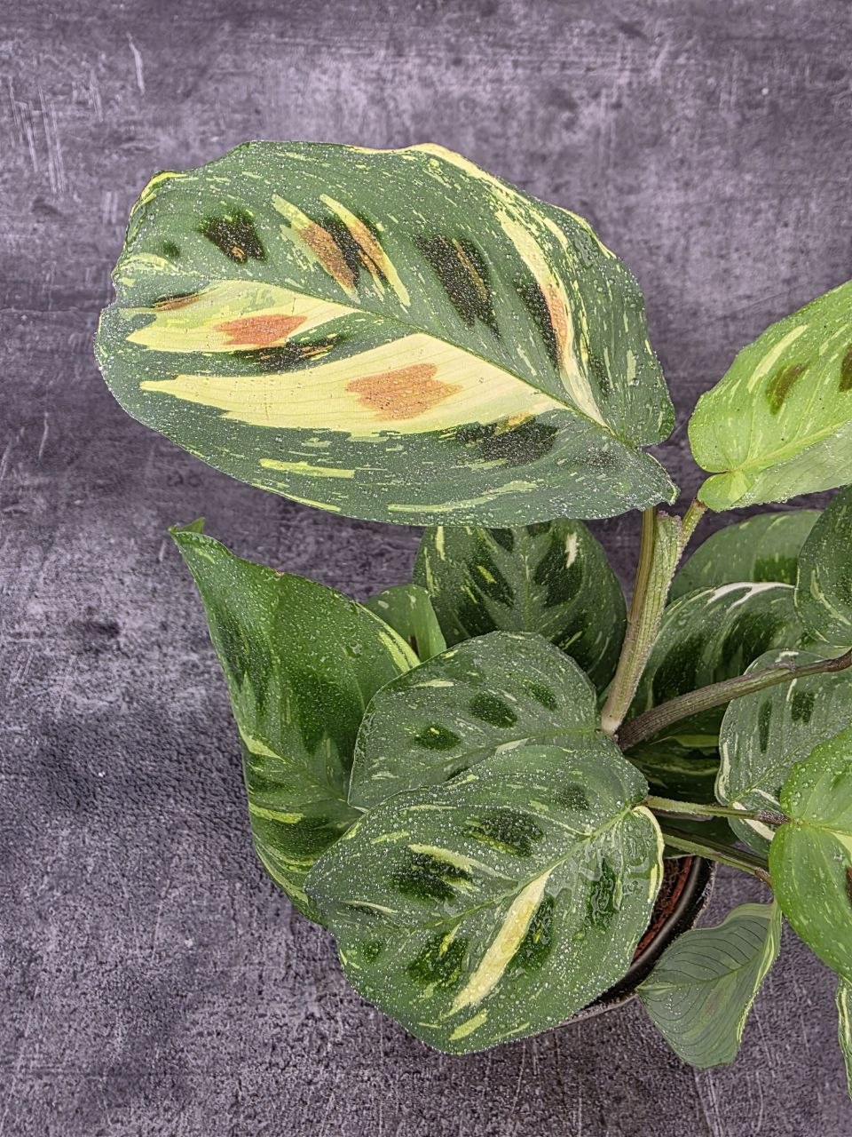 Marantha leuconeura fiesta variegata