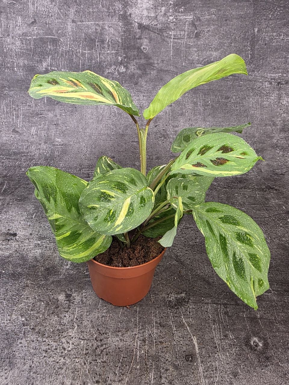 Marantha leuconeura fiesta variegata