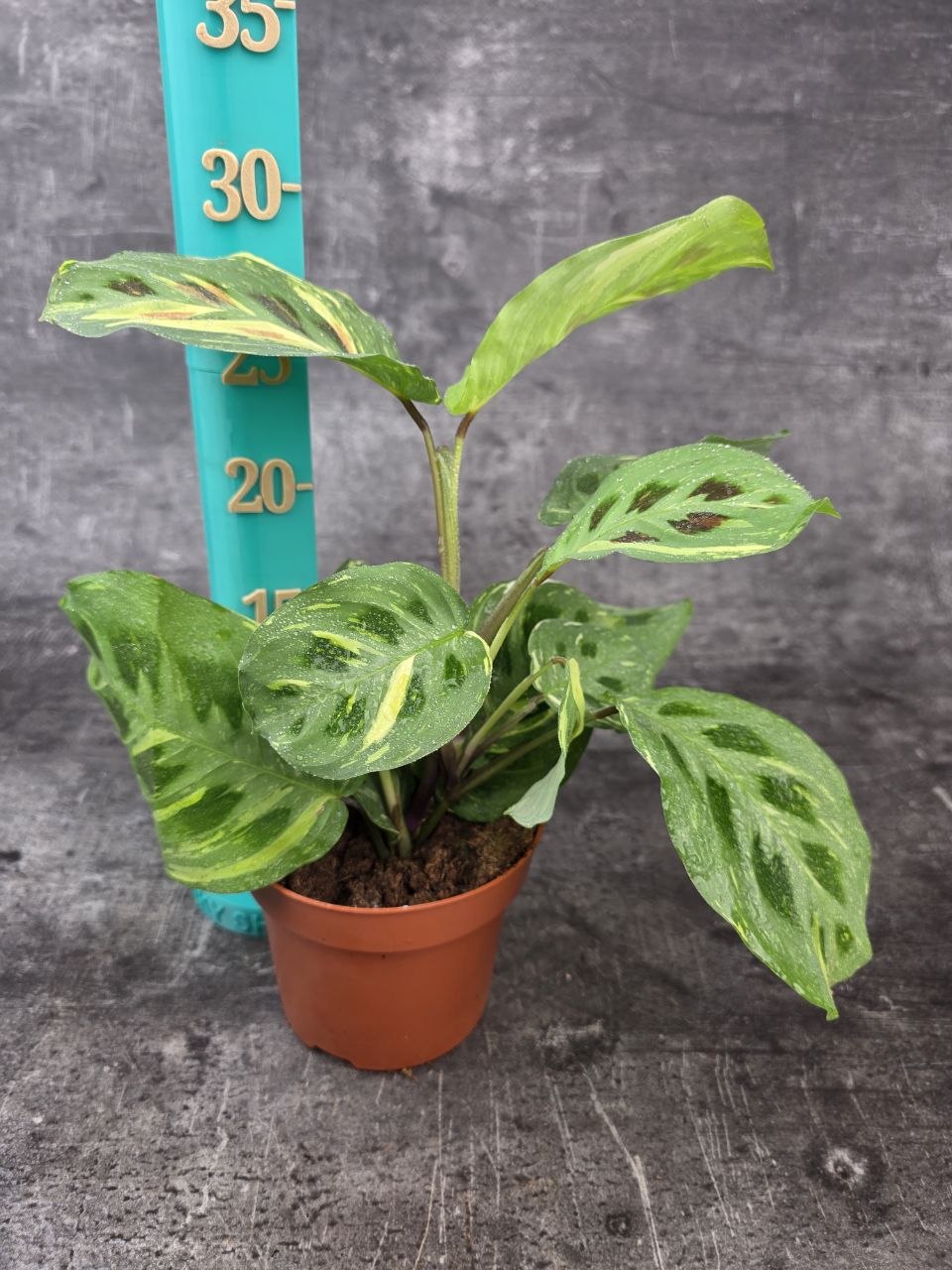 Marantha leuconeura fiesta variegata