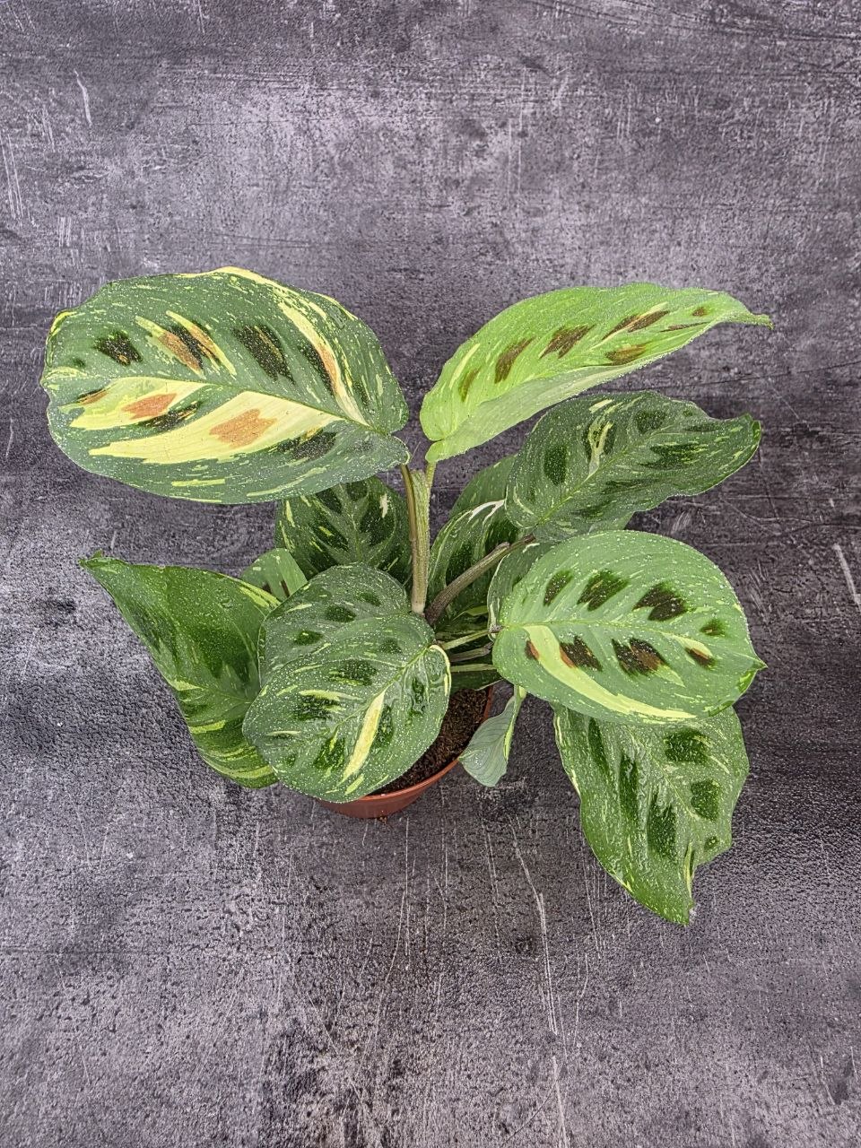 Marantha leuconeura fiesta variegata