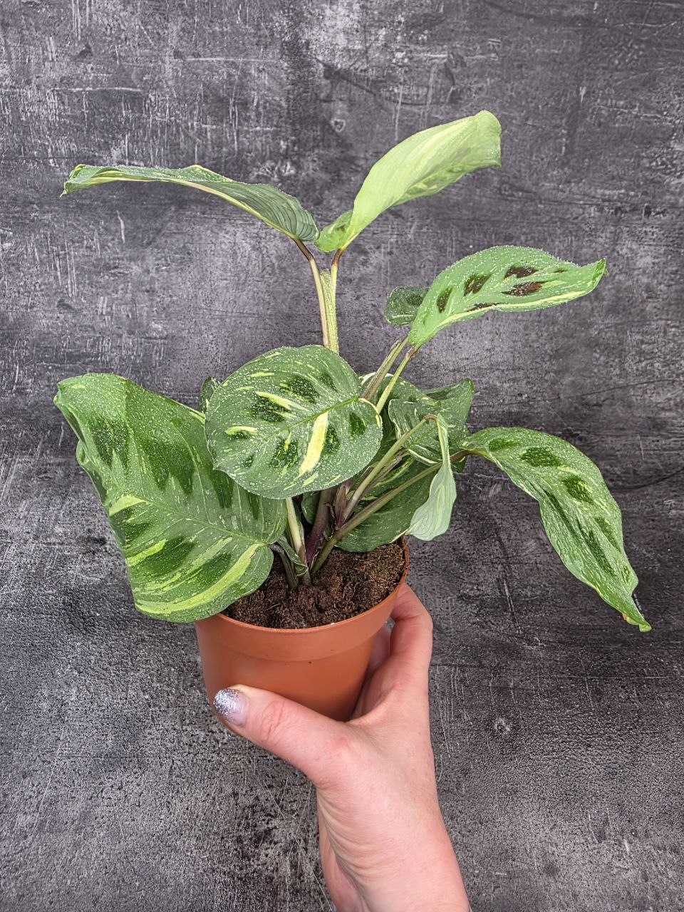 Marantha leuconeura fiesta variegata