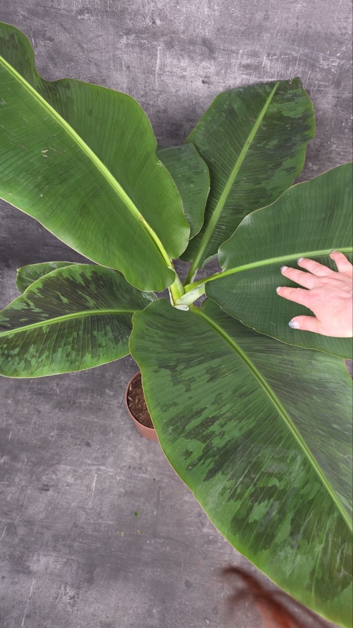 Musa Dwarf Cavendish XXL
