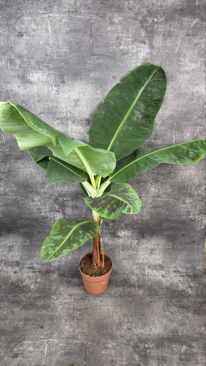 Musa Dwarf Cavendish XXL