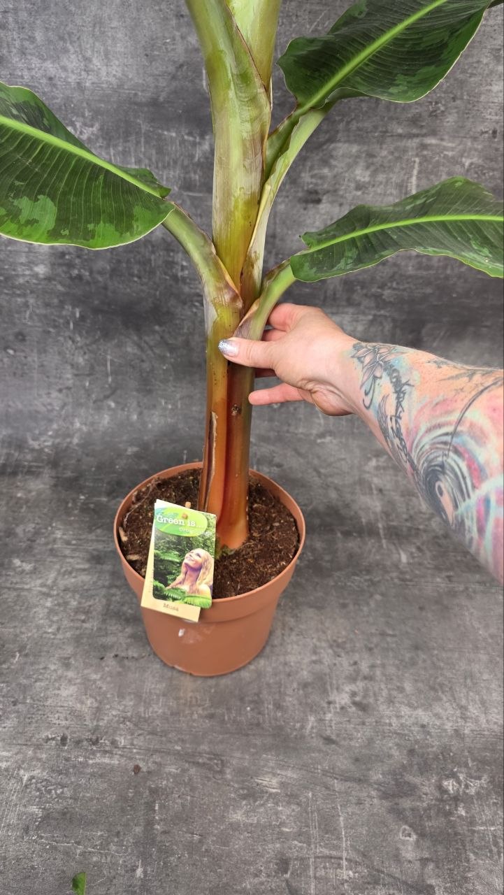 Musa Dwarf Cavendish XXL