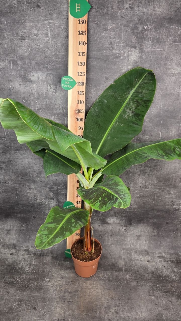 Musa Dwarf Cavendish XXL