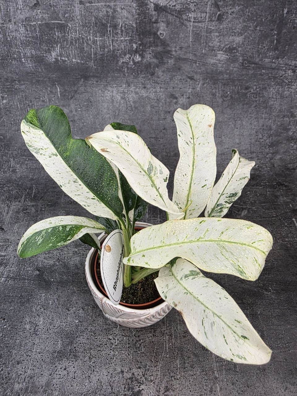 Rhapidophora Puberula, raritka