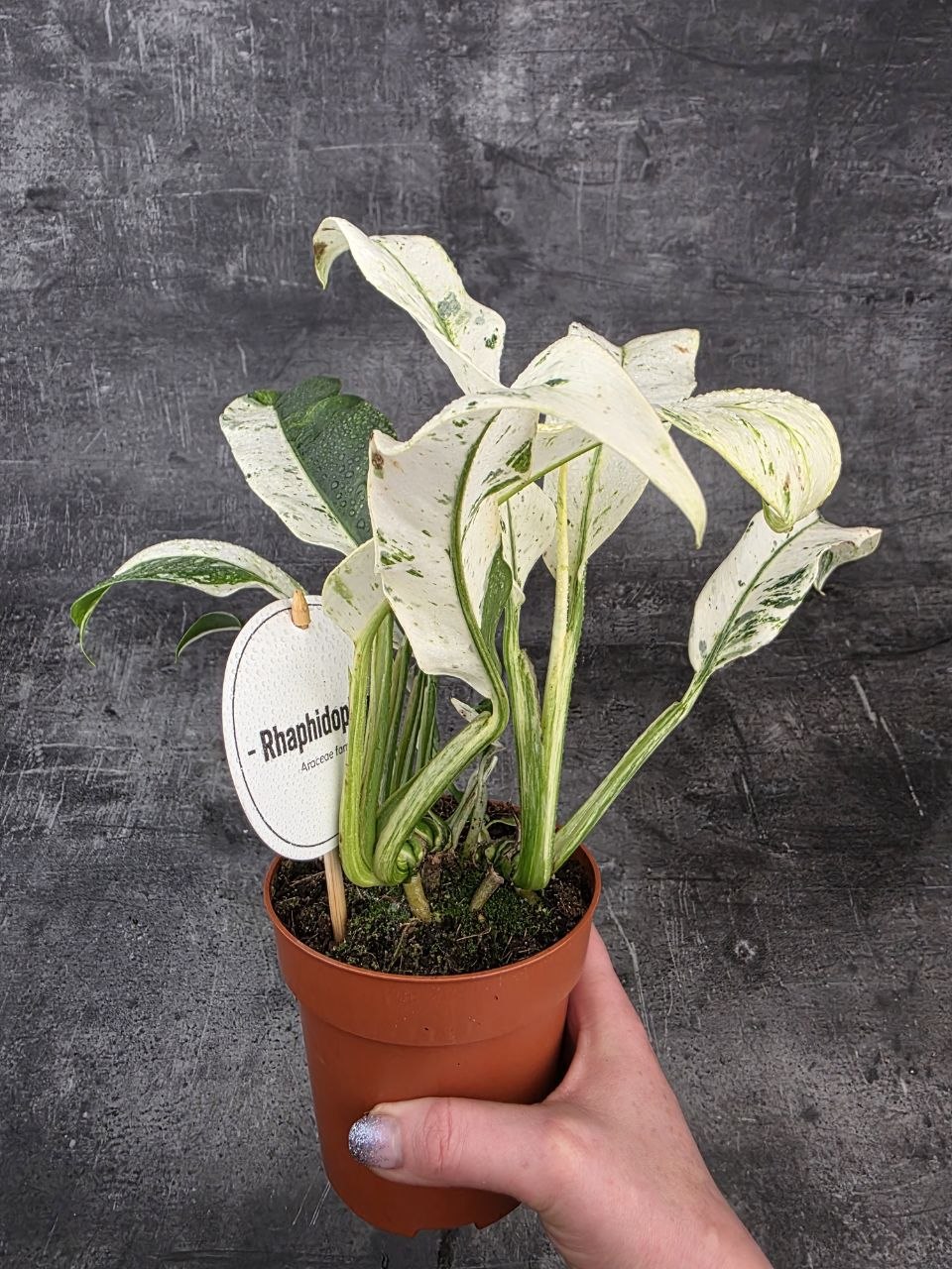 Rhapidophora Puberula, raritka