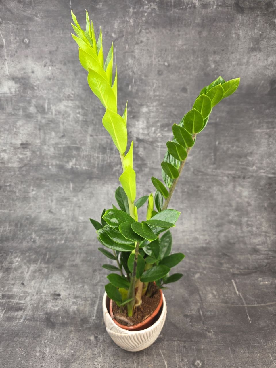 Zamioculcas Zamiofolia