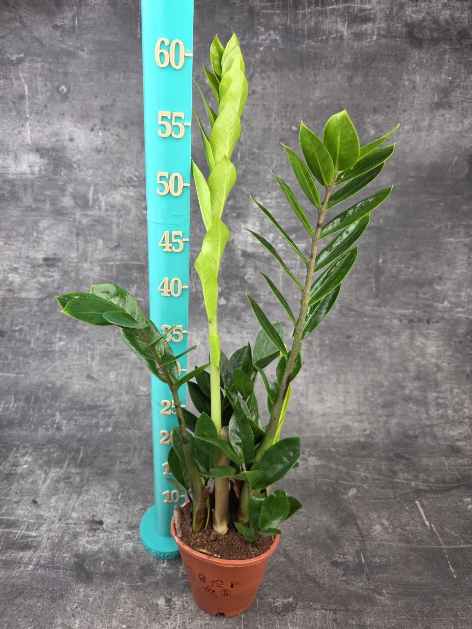 Zamioculcas Zamiofolia