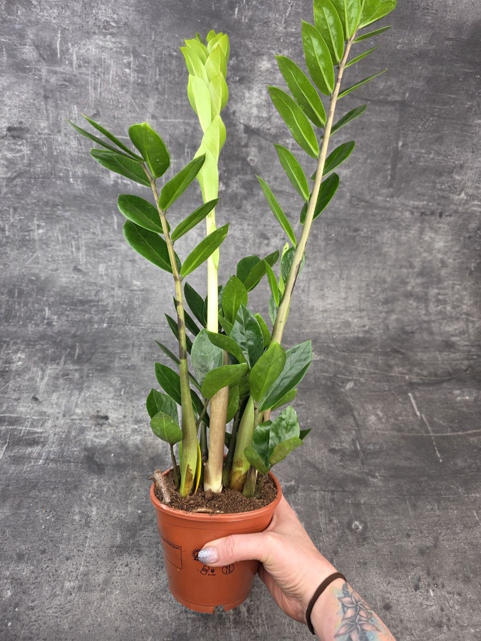 Zamioculcas Zamiofolia