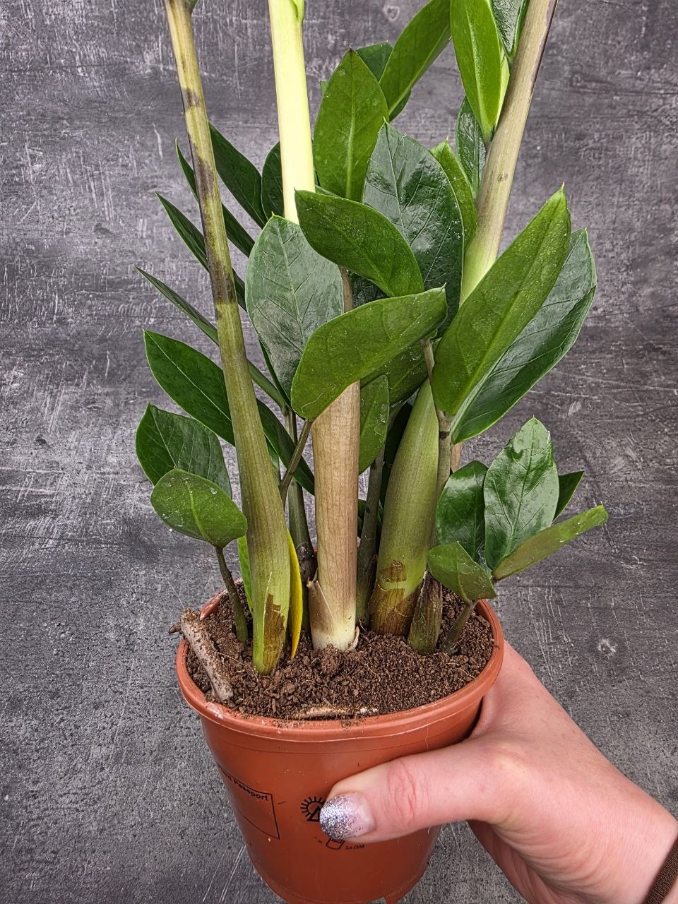 Zamioculcas Zamiofolia