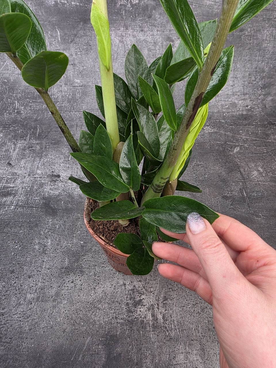Zamioculcas Zamiofolia