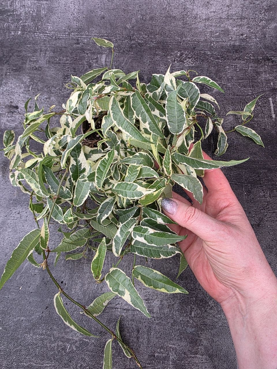 Ficus Sigittata
