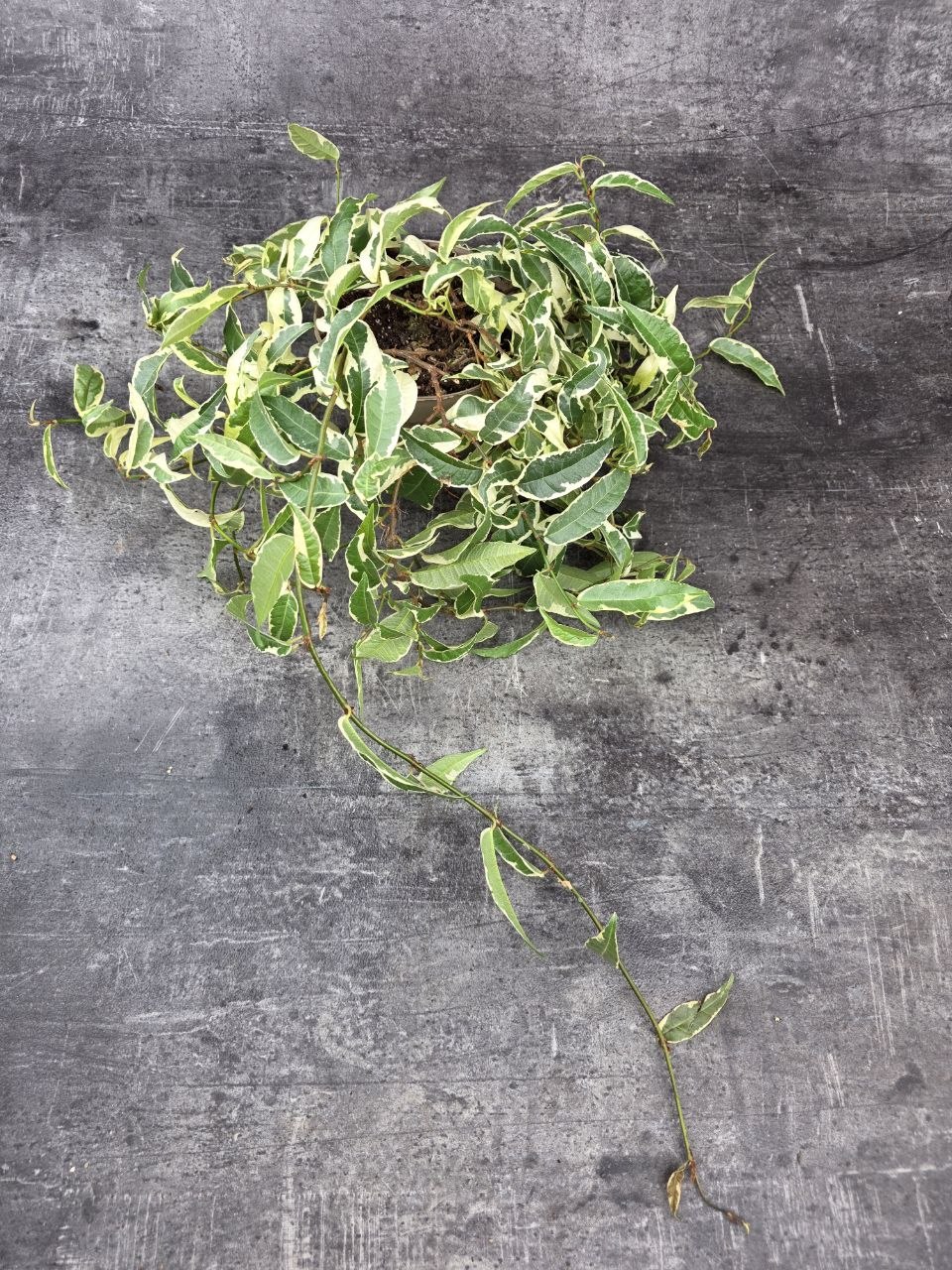 Ficus Sigittata