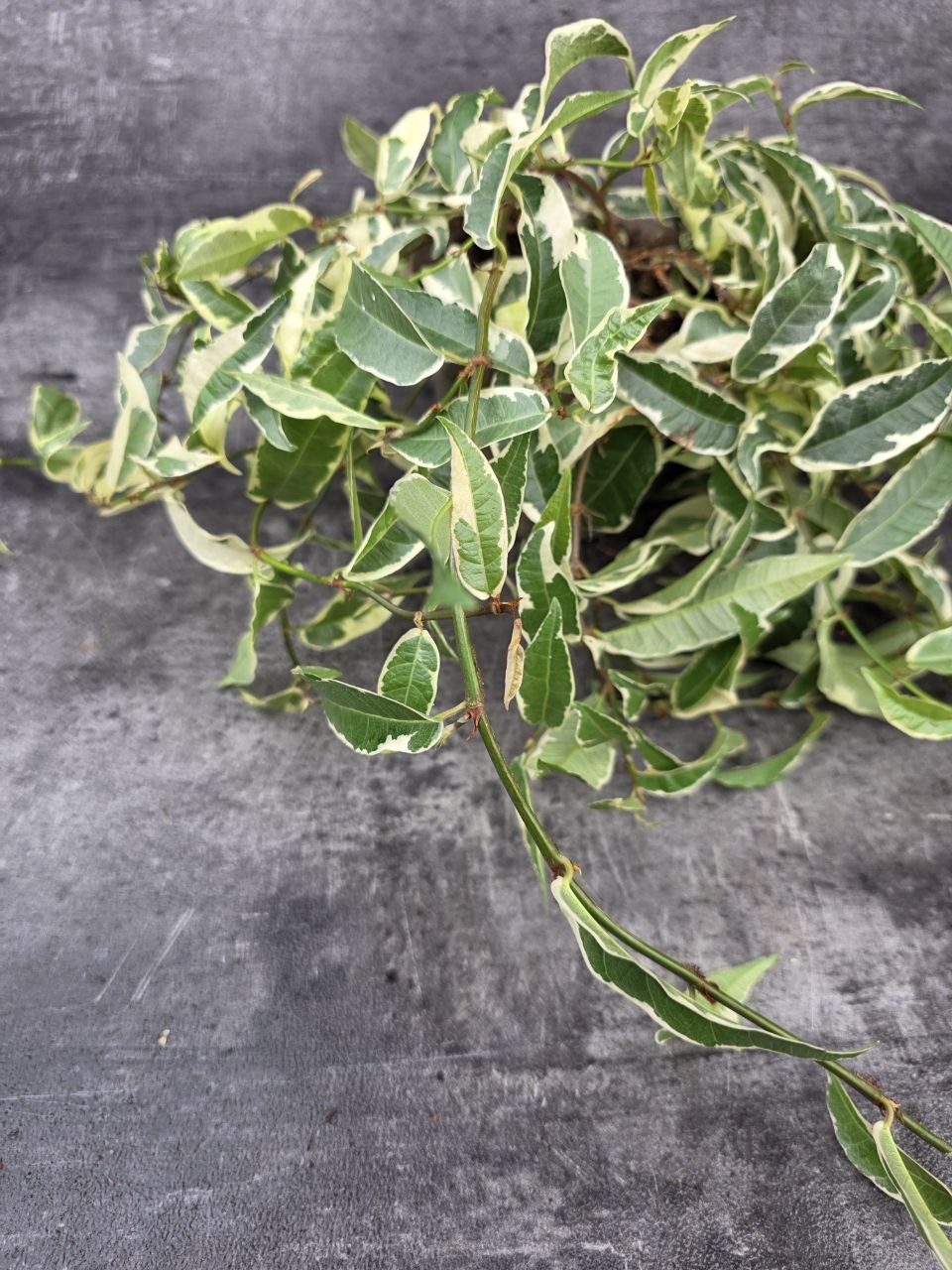 Ficus Sigittata