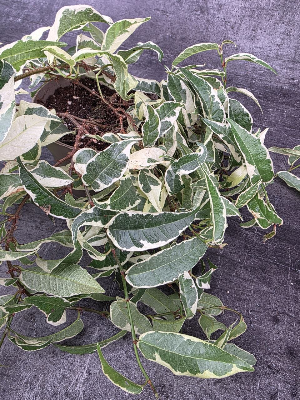 Ficus Sigittata