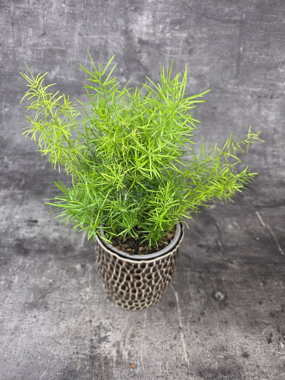 Asparagus Sprengeri