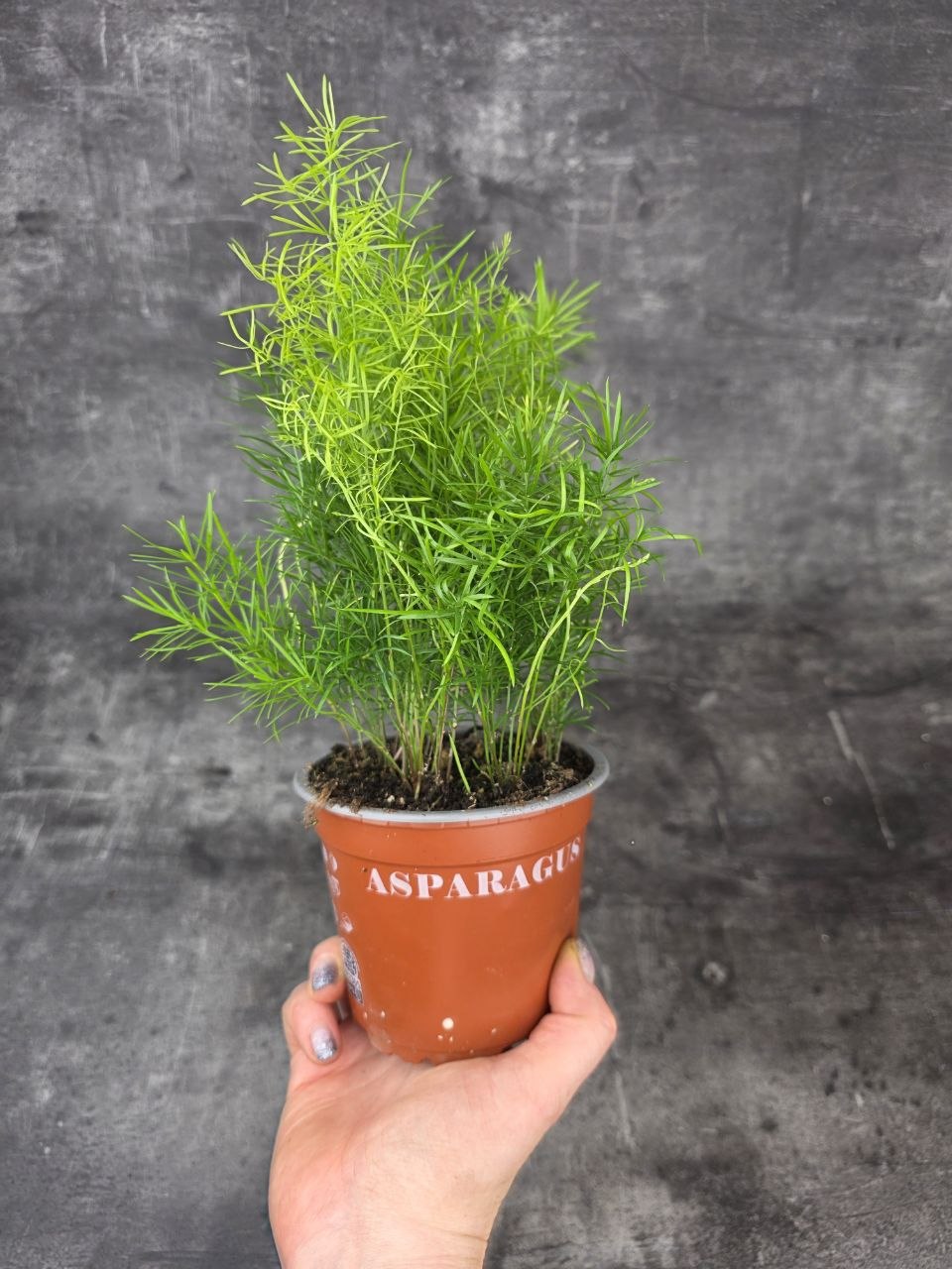 Asparagus Sprengeri