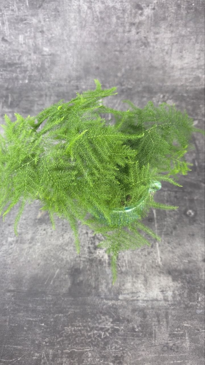 Asparagus Plumosus 9 cm