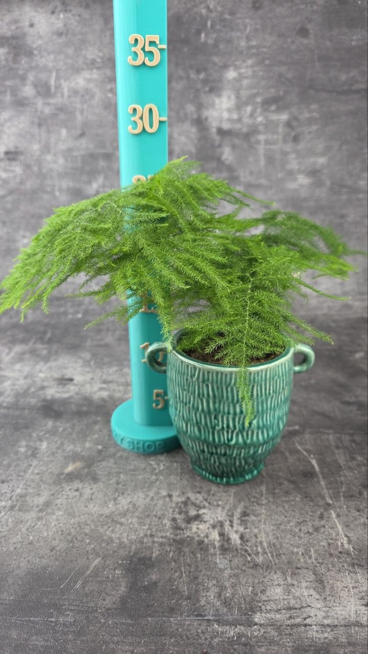 Asparagus Plumosus 9 cm