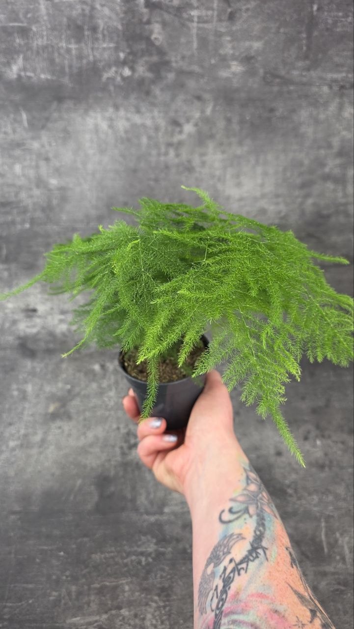 Asparagus Plumosus 9 cm