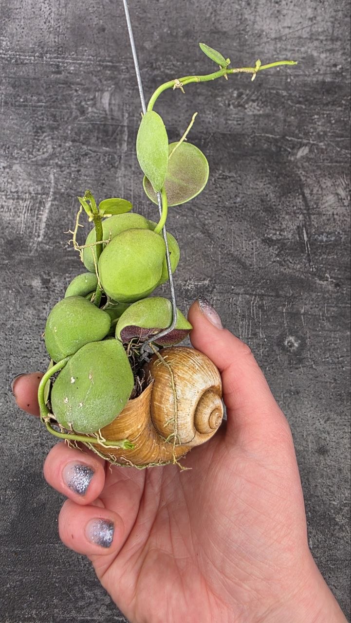 Dischidia snaily závěs s listy