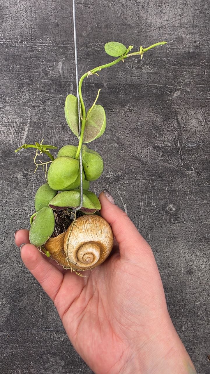 Dischidia snaily závěs s listy