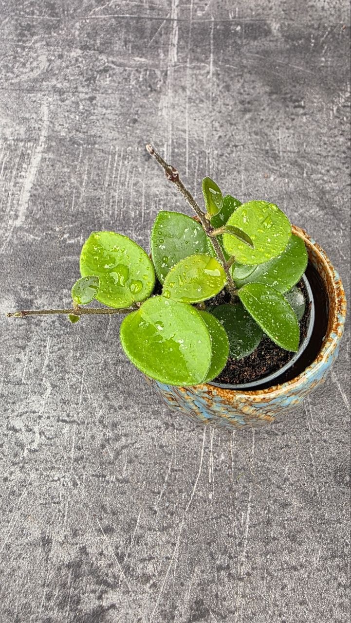 Hoya Mathilde mini