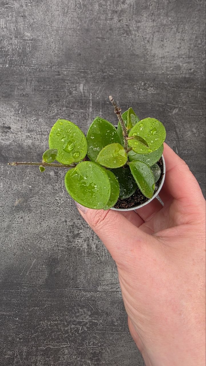 Hoya Mathilde mini
