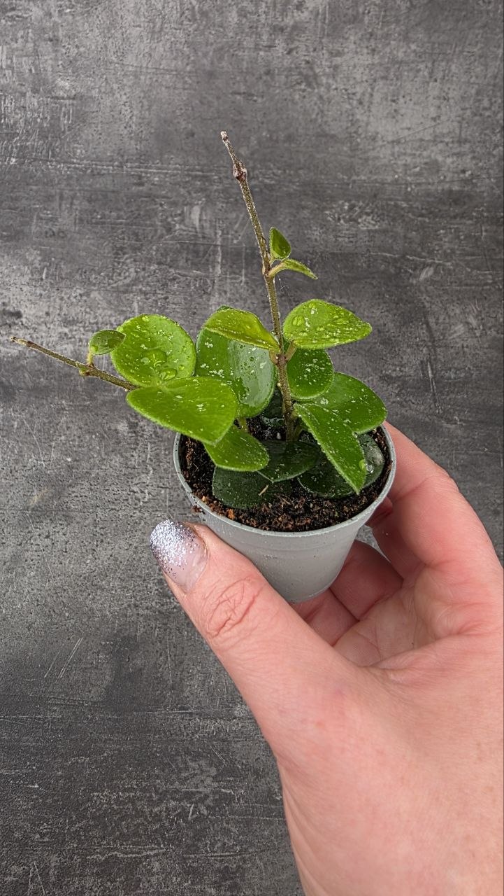 Hoya Mathilde mini