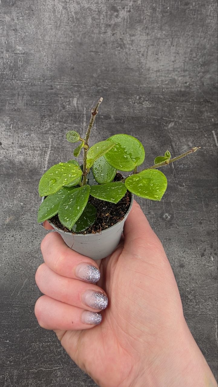Hoya Mathilde mini
