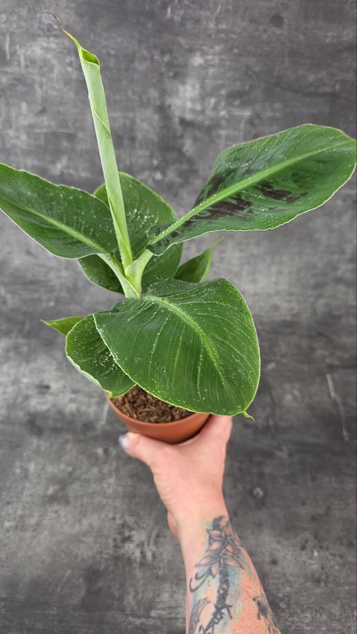 Musa Tropicana 12 cm