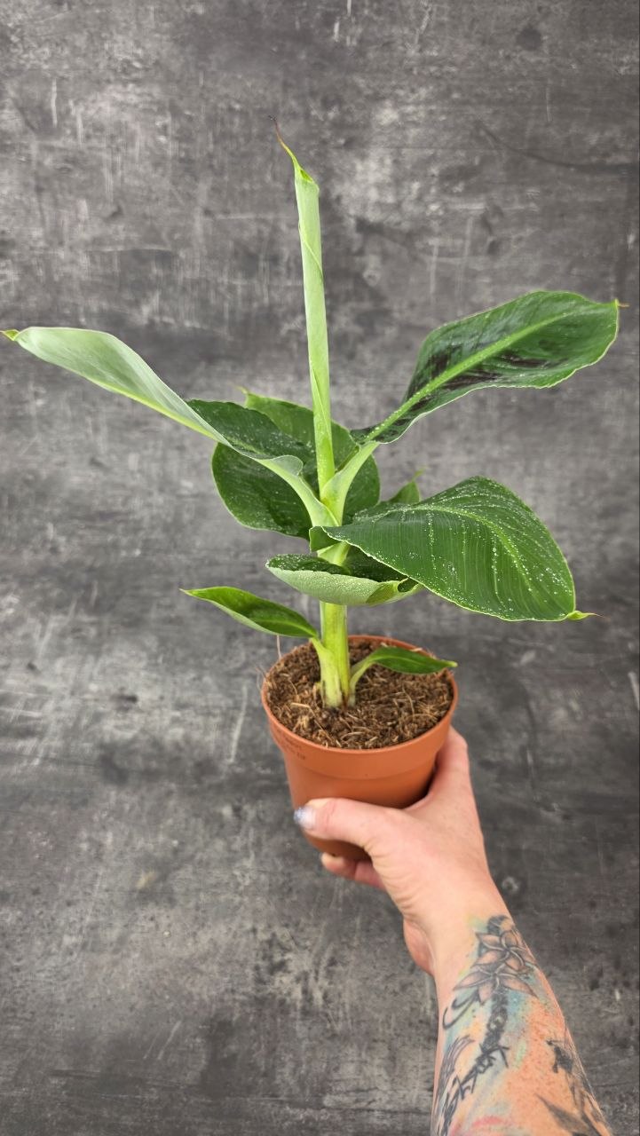 Musa Tropicana 12 cm