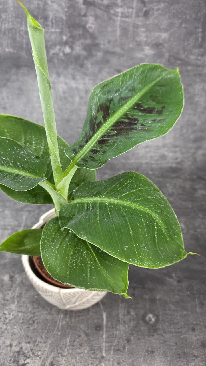 Musa Tropicana 12 cm