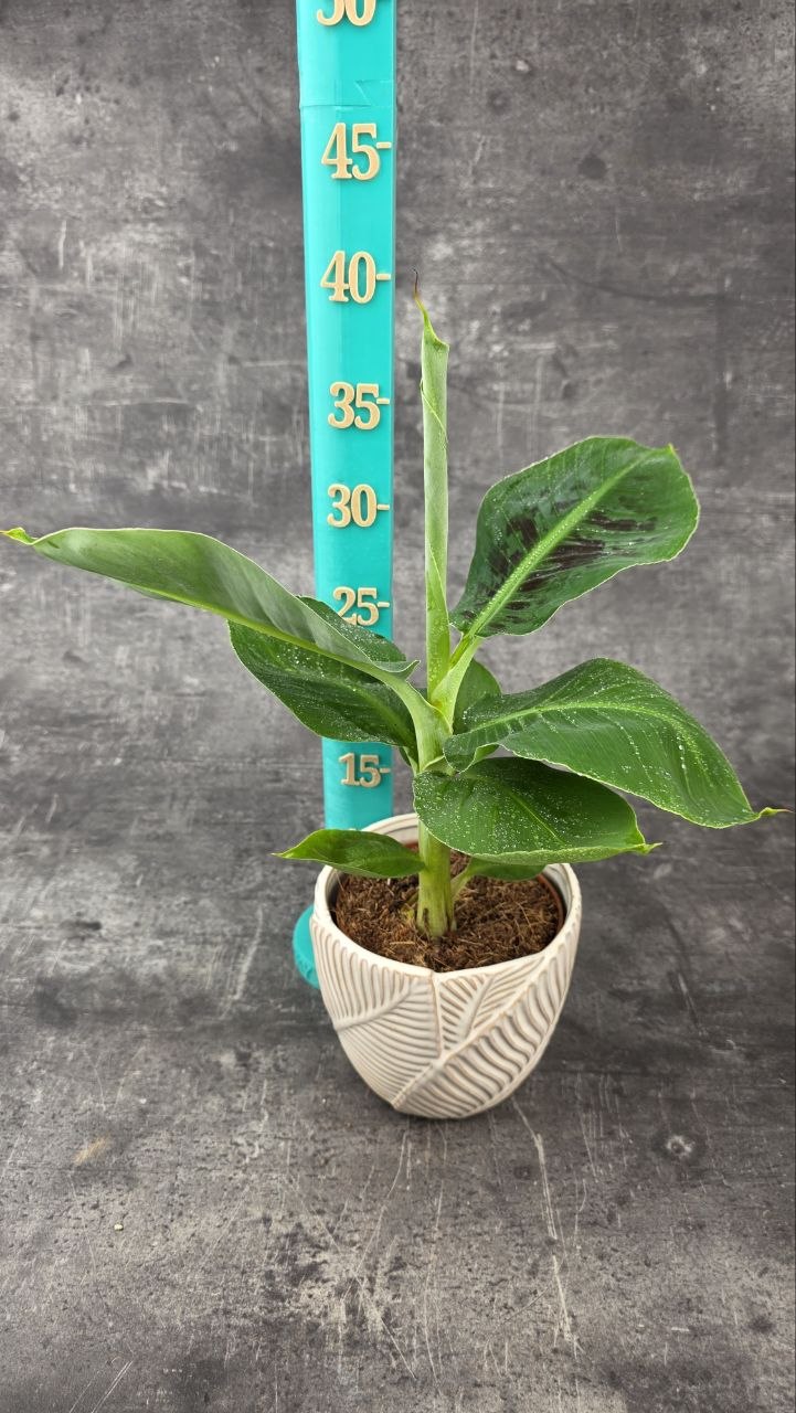 Musa Tropicana 12 cm